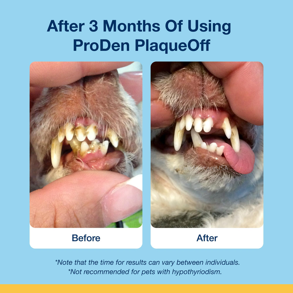 ProDen PlaqueOff 60g Dental Powder for Dogs - 100% Organic 6-Month Supply