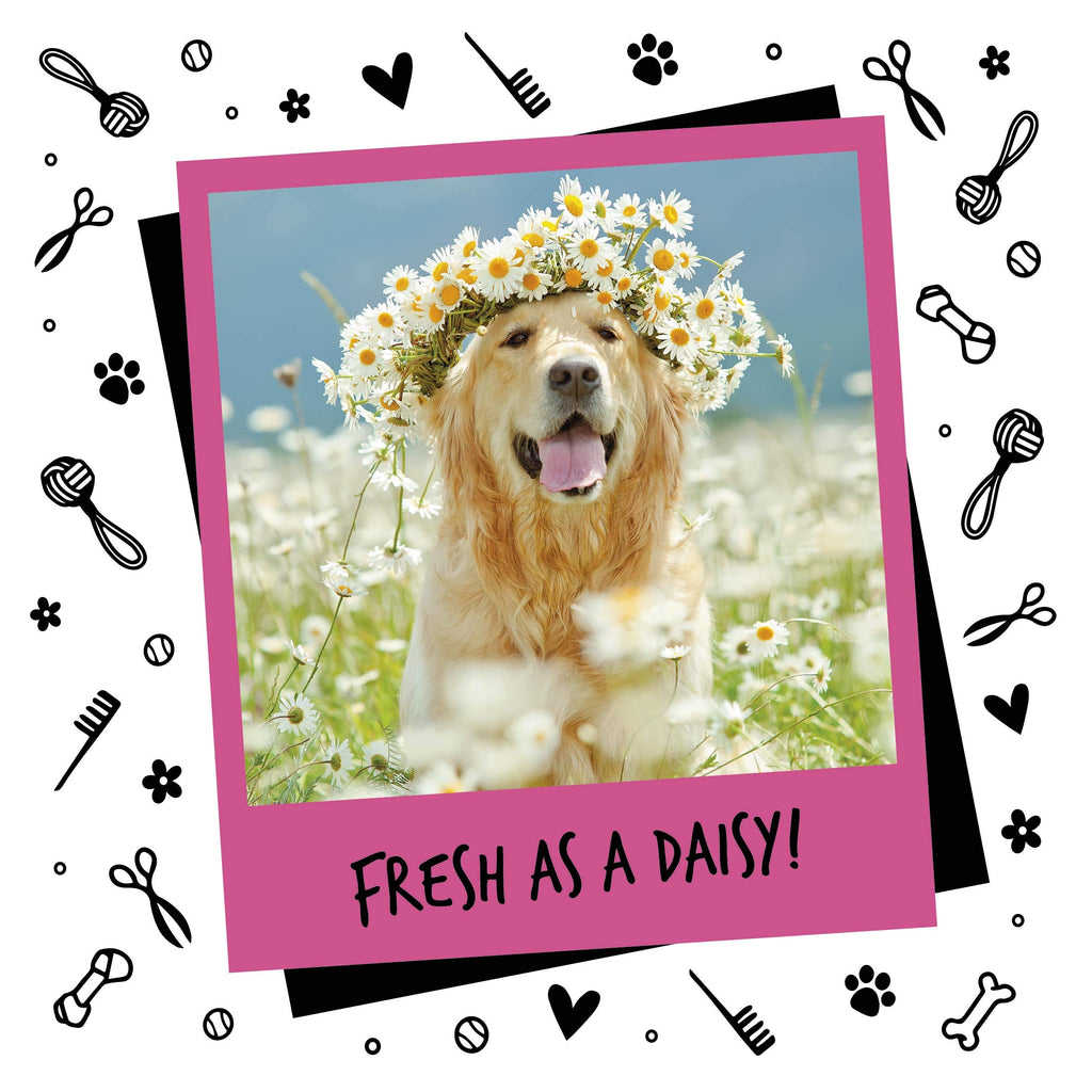 Bugalugs Dog Perfume Spray with Aloe Vera & Baby Powder Cologne great Pet Odour Eliminator Deodorant Spray for Smelly Dogs can use as Dry Shampoo