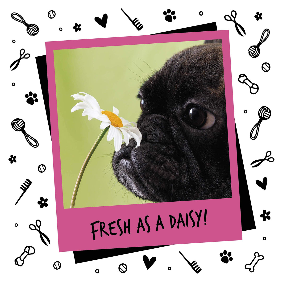 Bugalugs Dog Perfume Spray with Aloe Vera & Baby Powder Cologne great Pet Odour Eliminator Deodorant Spray for Smelly Dogs can use as Dry Shampoo