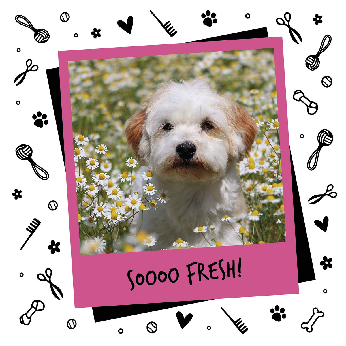 Bugalugs Dog Perfume Spray with Aloe Vera & Baby Powder Cologne great Pet Odour Eliminator Deodorant Spray for Smelly Dogs can use as Dry Shampoo