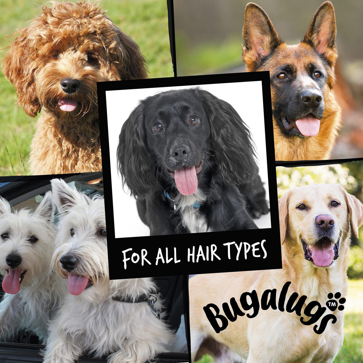 Bugalugs Dog Perfume Spray with Aloe Vera & Baby Powder Cologne great Pet Odour Eliminator Deodorant Spray for Smelly Dogs can use as Dry Shampoo
